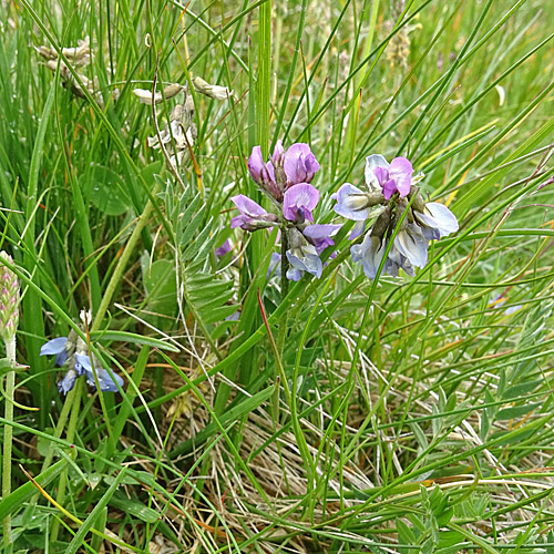 Lappländer Spitzkiel / Oxytropis lapponica