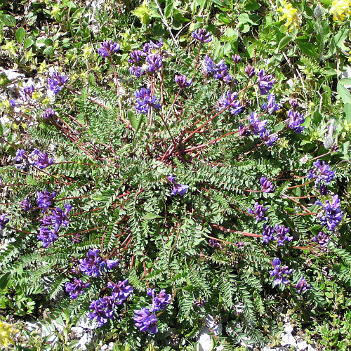 Berg-Spitzkiel / Oxytropis jacquinii