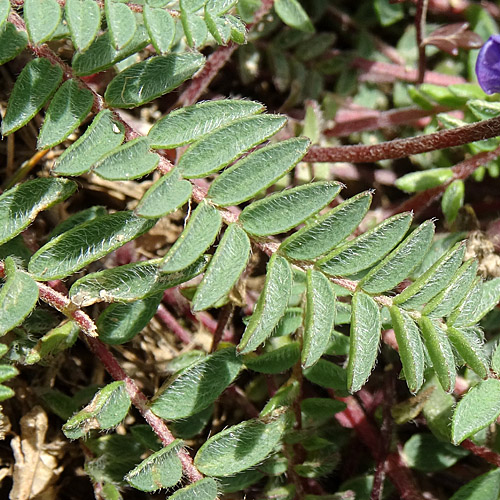 Berg-Spitzkiel / Oxytropis jacquinii