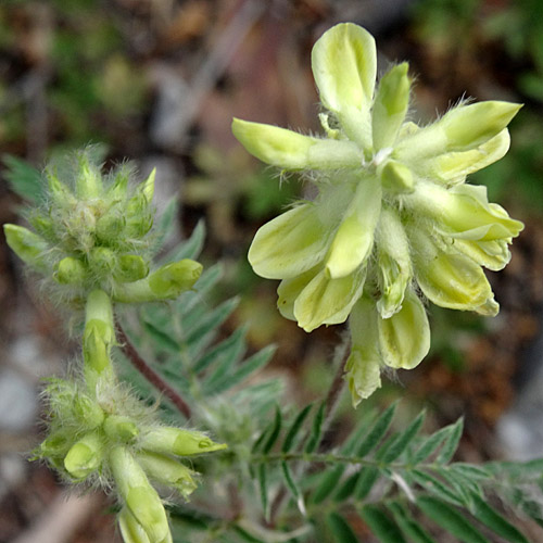 Zottiger Spitzkiel / Oxytropis pilosa