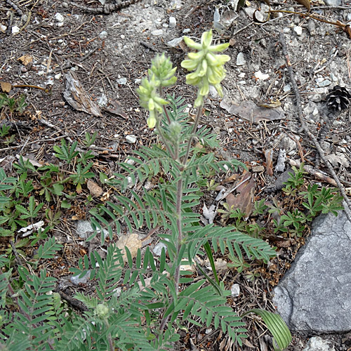 Zottiger Spitzkiel / Oxytropis pilosa