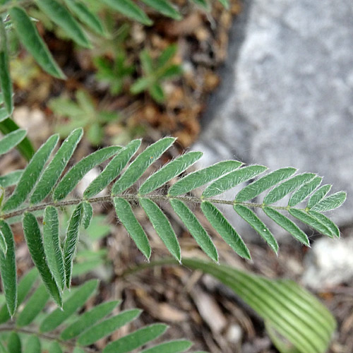 Zottiger Spitzkiel / Oxytropis pilosa