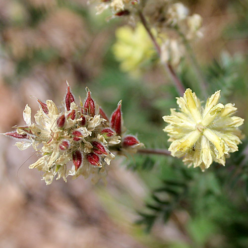 Zottiger Spitzkiel / Oxytropis pilosa