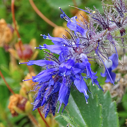 Blaues Mänderle / Paederota bonarota