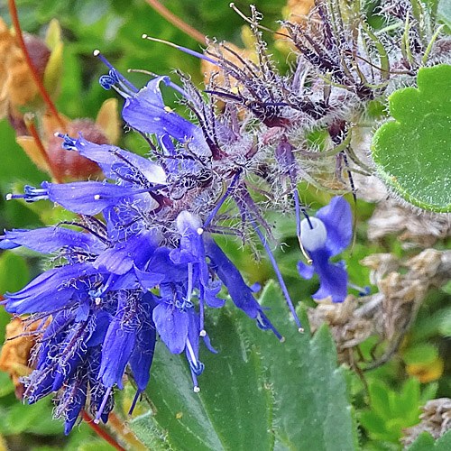 Blaues Mänderle / Paederota bonarota