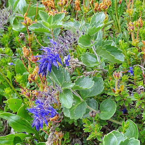 Blaues Mänderle / Paederota bonarota