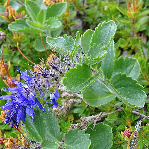 Blaues Mänderle / Paederota bonarota