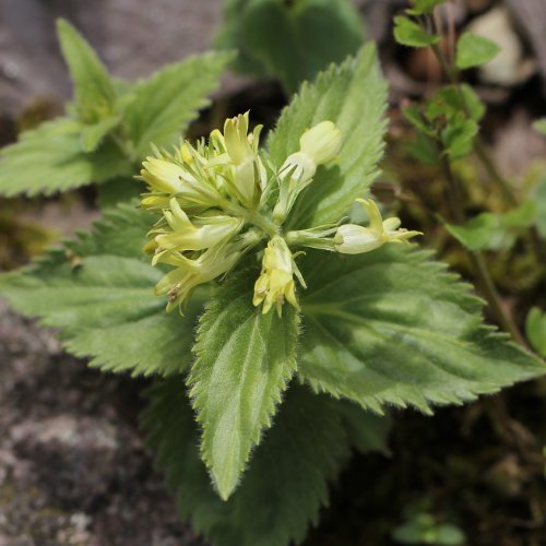 Gelbes Mänderle / Paederota lutea