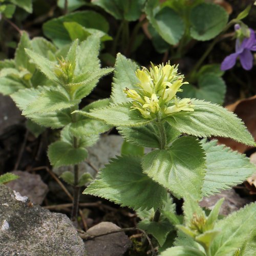 Gelbes Mänderle / Paederota lutea