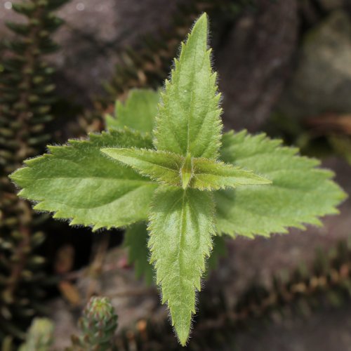 Gelbes Mänderle / Paederota lutea