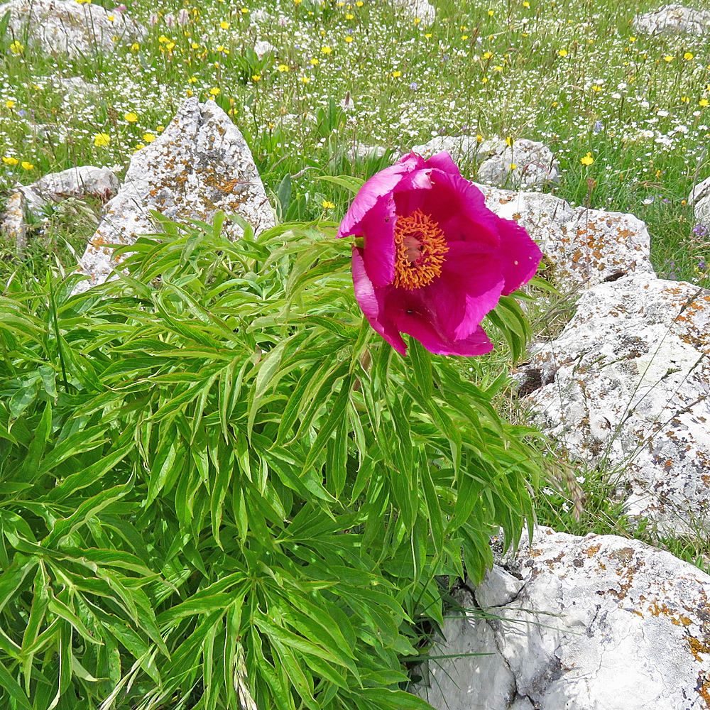 Pfingstrose / Paeonia officinalis (Foto: ©Christian Kaderli) Pfingstrose / Paeonia officinalis