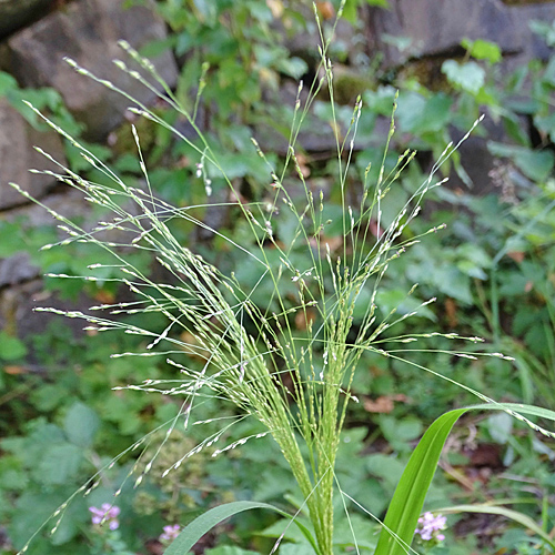 Ufer-Hirse / Panicum barbipulvinatum