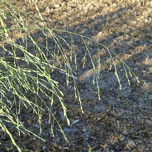 Ufer-Hirse / Panicum barbipulvinatum