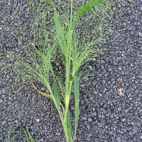 Ufer-Hirse / Panicum barbipulvinatum