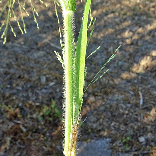 Ufer-Hirse / Panicum barbipulvinatum