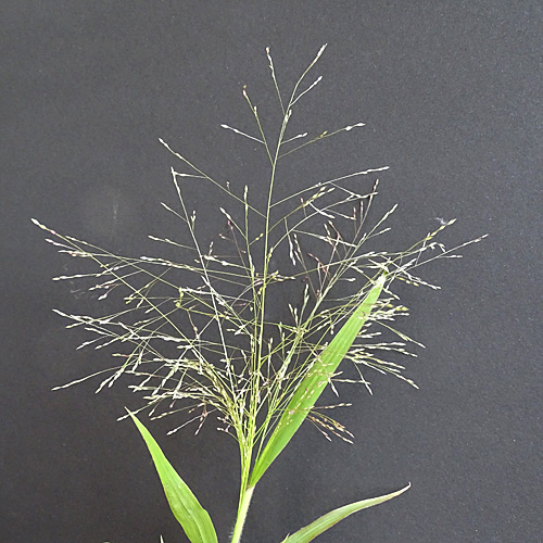 Haarästige Hirse / Panicum capillare