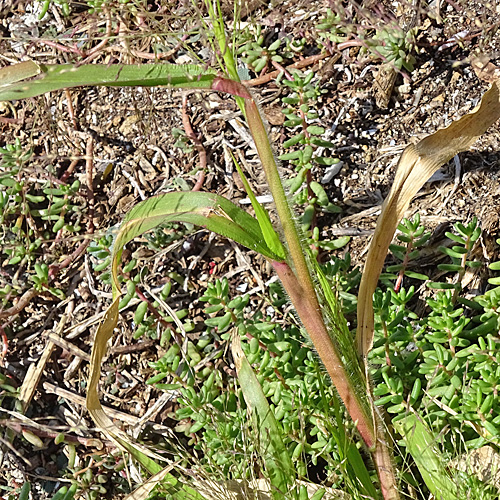 Haarästige Hirse / Panicum capillare