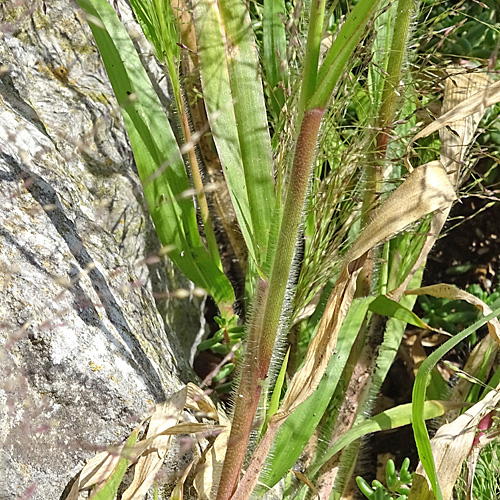 Haarästige Hirse / Panicum capillare