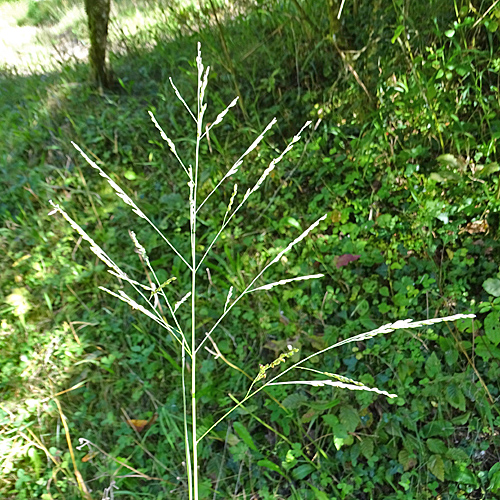 Reisfeld-Hirse / Panicum dichotomiflorum