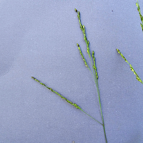 Reisfeld-Hirse / Panicum dichotomiflorum