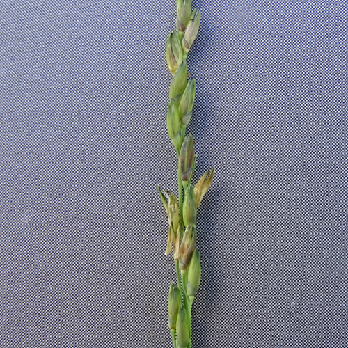 Reisfeld-Hirse / Panicum dichotomiflorum