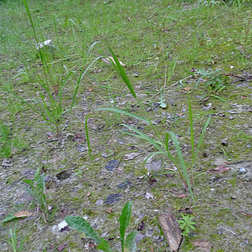 Reisfeld-Hirse / Panicum dichotomiflorum