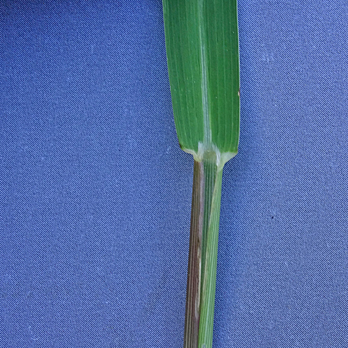 Reisfeld-Hirse / Panicum dichotomiflorum