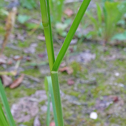 Reisfeld-Hirse / Panicum dichotomiflorum