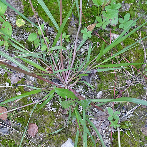 Reisfeld-Hirse / Panicum dichotomiflorum