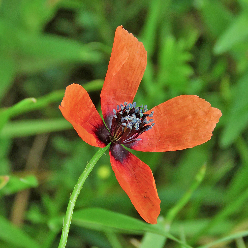 Sand-Mohn / Papaver argemone