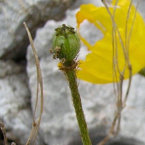 Rhätischer Alpen-Mohn / Papaver aurantiacum