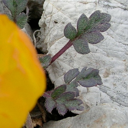 Rhätischer Alpen-Mohn / Papaver aurantiacum