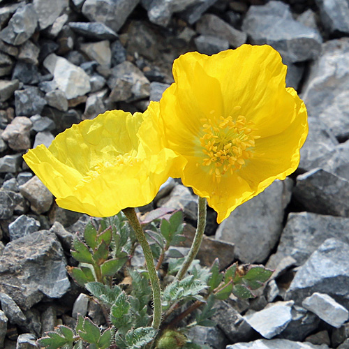 Rhätischer Alpen-Mohn / Papaver aurantiacum