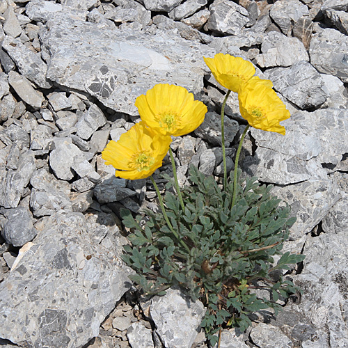 Rhätischer Alpen-Mohn / Papaver aurantiacum