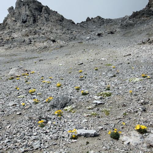 Rhätischer Alpen-Mohn / Papaver aurantiacum