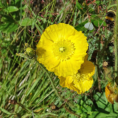 Altaischer Mohn / Papaver croceum