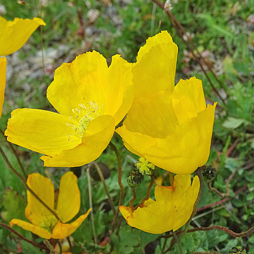 Altaischer Mohn / Papaver croceum