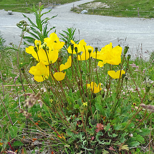 Altaischer Mohn / Papaver croceum