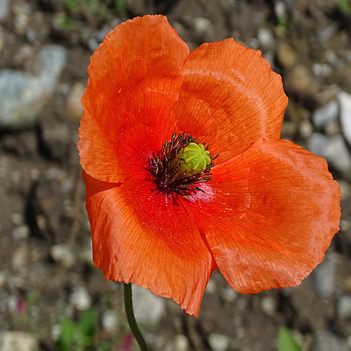 Lecoqs Saat-Mohn / Papaver dubium subsp. lecoqii