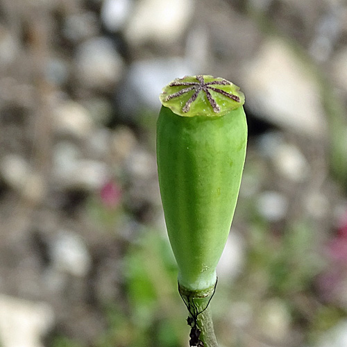 Lecoqs Saat-Mohn / Papaver dubium subsp. lecoqii