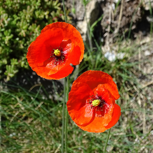 Lecoqs Saat-Mohn / Papaver dubium subsp. lecoqii