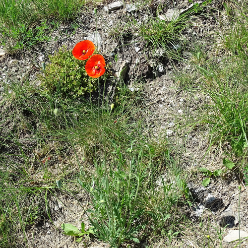 Lecoqs Saat-Mohn / Papaver dubium subsp. lecoqii