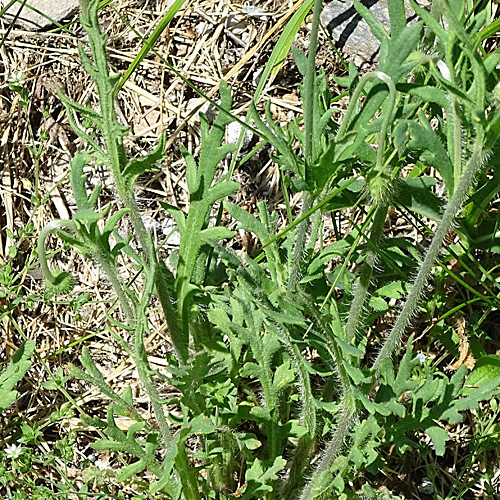 Lecoqs Saat-Mohn / Papaver dubium subsp. lecoqii
