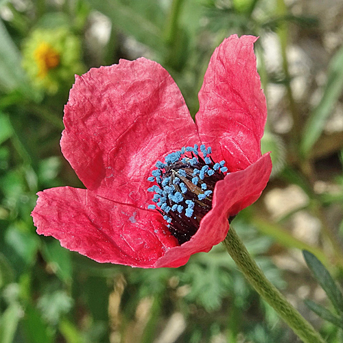 Krummborstiger Mohn / Papaver hybridum