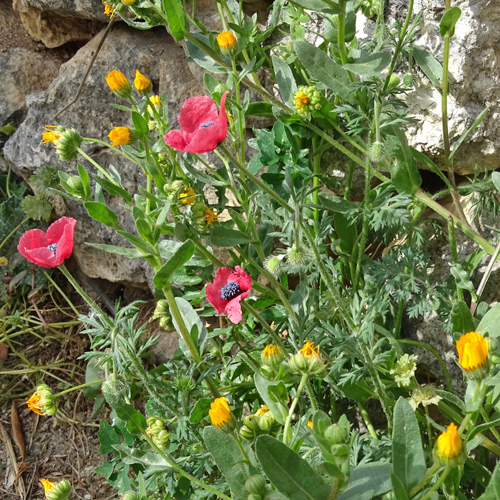 Krummborstiger Mohn / Papaver hybridum