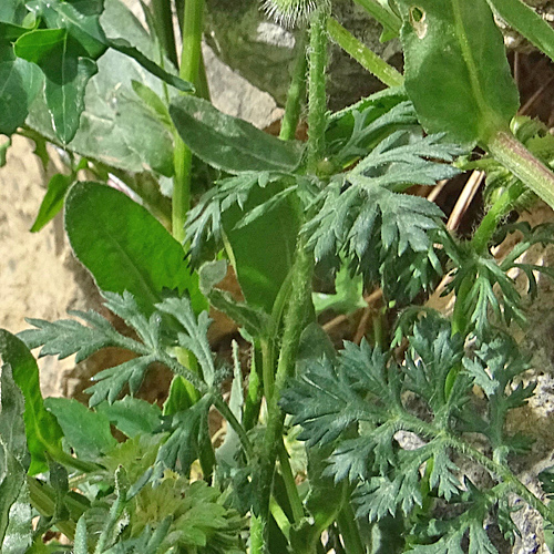 Krummborstiger Mohn / Papaver hybridum