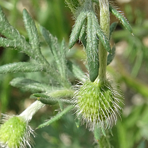 Krummborstiger Mohn / Papaver hybridum