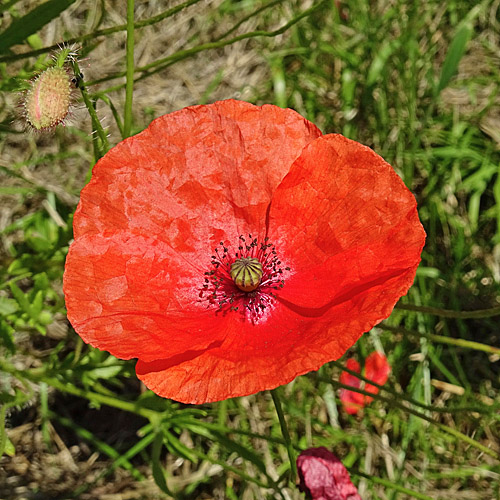 Klatschmohn / Papaver rhoeas