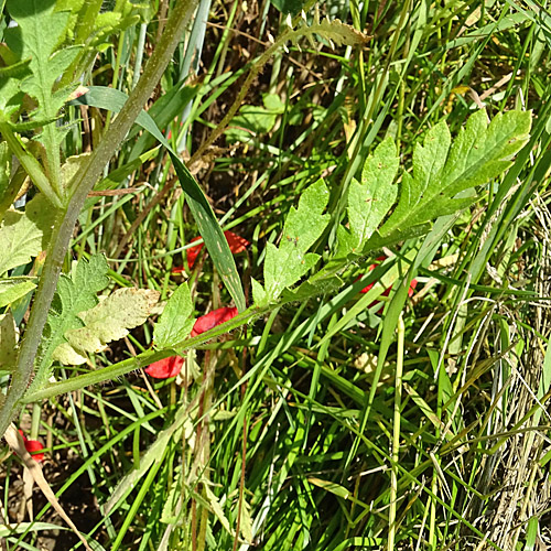 Klatschmohn / Papaver rhoeas