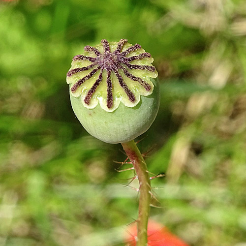 Klatschmohn / Papaver rhoeas